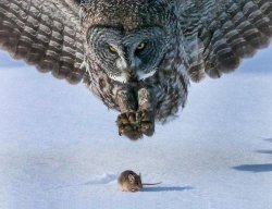 owl hunts mouse bottom spacing Meme Template