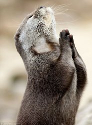 Otter praying Meme Template