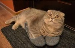 Cat grey slippers Meme Template