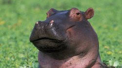 Unamused Hippo Meme Template