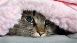 Cat in Blanket Meme Template