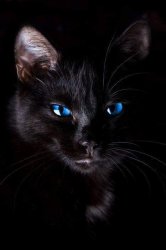 Black cat blue eyes Meme Template