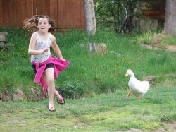 girl running from goose Meme Template