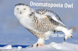 Onomatopoeia Owl Meme Template