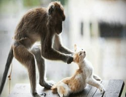 The I.R.S. Meme Template