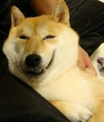 Smug Doge Meme Template