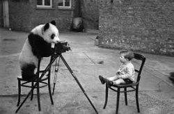 Panda photographer Meme Template