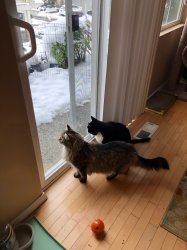 2 cats looking at snow Meme Template