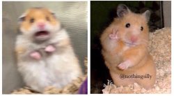 Hamster meme Meme Template