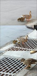 Baby duck in sewer Meme Template