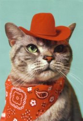 cat in cowboy hat Meme Template