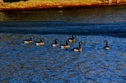 Geese in a row Meme Template