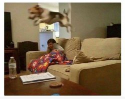 Dog jump over couch Meme Template
