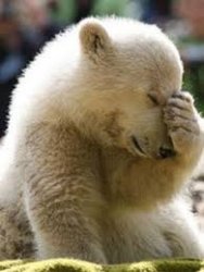 Facepalm Polar Bear Meme Template