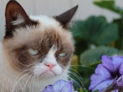 Grumpy Cat Flowers Meme Template