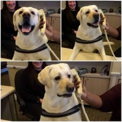 dog support Meme Template