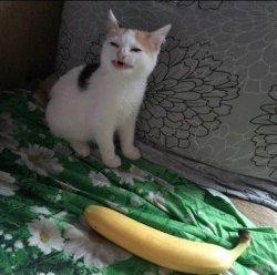 Cat doesn't like banana Meme Template