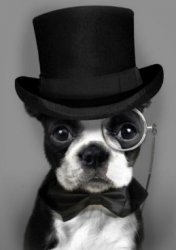 dog with top hat Meme Template