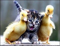 Kitten with ducklings Meme Template