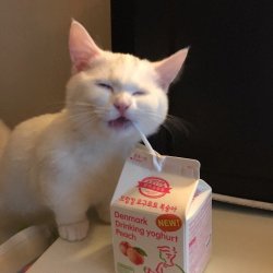 Cat Drinks gay shit Meme Template
