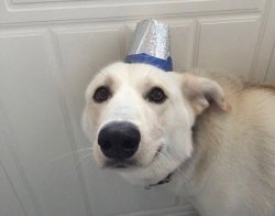 Dog Nice Hat Meme Template