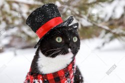 Top hat cat snow Meme Template