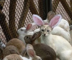 Cat bunny ears imposter Meme Template