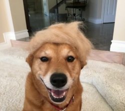 Trump Dog Meme Template