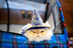 WIZARD CAT Meme Template