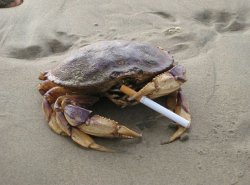 Smoking Crab Meme Template