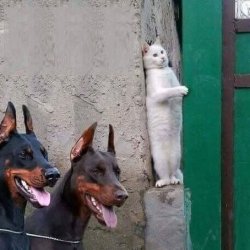 cat hiding from dogs Meme Template