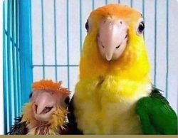 Parent parrot Meme Template
