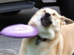 Dog hit by frisbee Meme Template