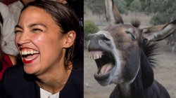 AOC DONKEY Meme Template