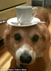 Tea Corgi Meme Template