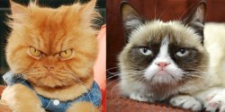 grump cat and angry cat Meme Template