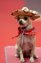 Spanish Chihuahua Meme Template