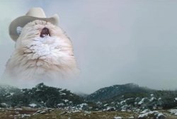 Screaming Cowboy Cat Meme Template