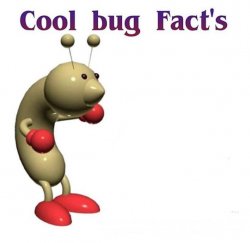 Cool Bug Facts Meme Template