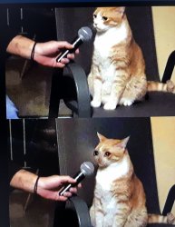 Cat interview crying Meme Template