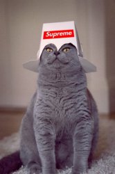 supreme cat Meme Template