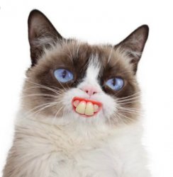 Grumpy Cat Artificially Smiles Meme Template