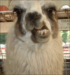 Disgruntled Llama Meme Template