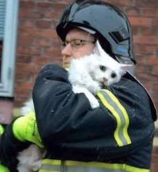 Fireman saving a cat Meme Template