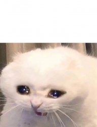 Crying Cat Meme Template