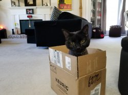 cat in the box Meme Template