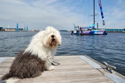 English Sheepdog Meme Template