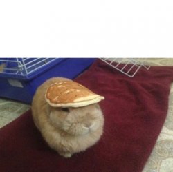 Pancake on a rabbit Meme Template