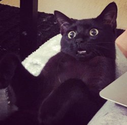 Shocked Cat Meme Template