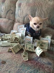 Money dog Meme Template